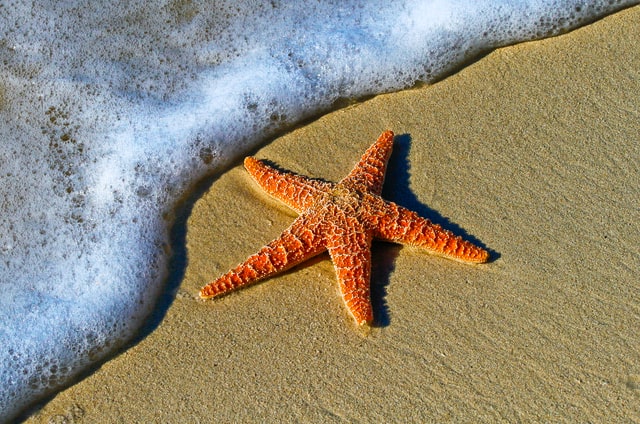 12 Interesting Facts About Starfish