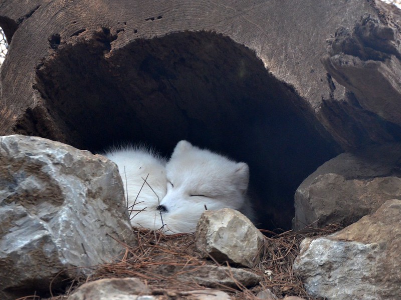 Arctic foxes burrow in dens with multiple entrances