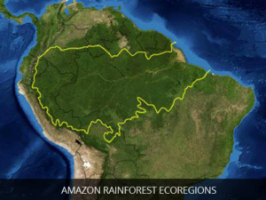 Amazon-Rainforest-Ecoregions