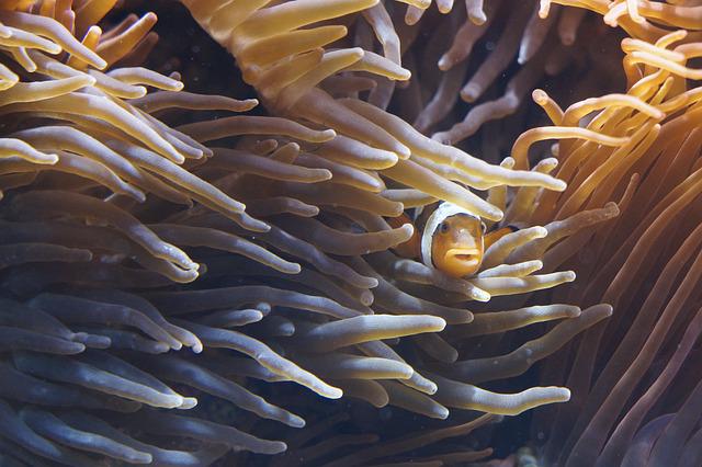 sea anemone and clownfish