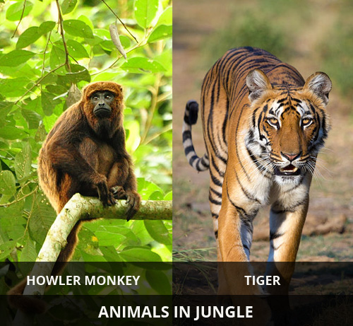 animals-in-jungle