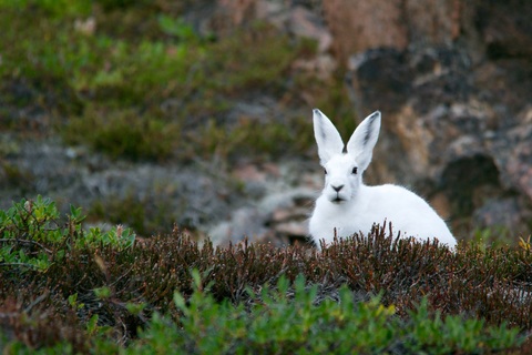 Arctic hares on grass