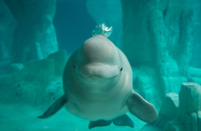 Beluga Whales are deep divers