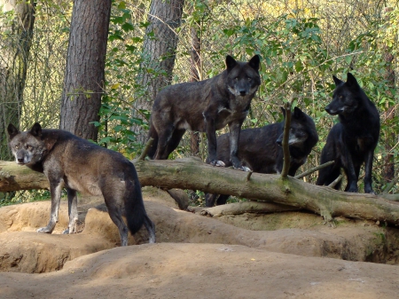 Black Forest Wolves