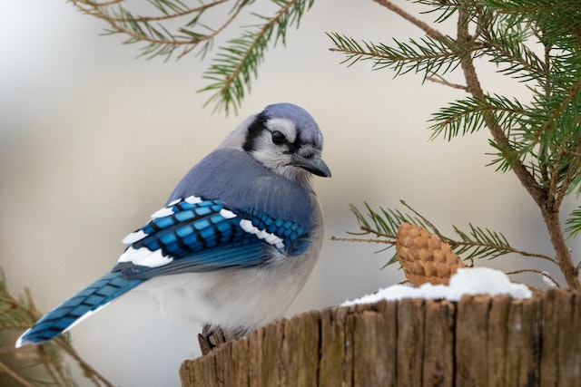 Blue Jay live in woodlands