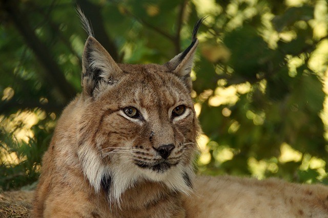bobcat confused with lynx