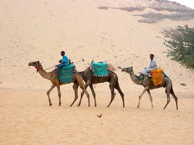 camels transporting people