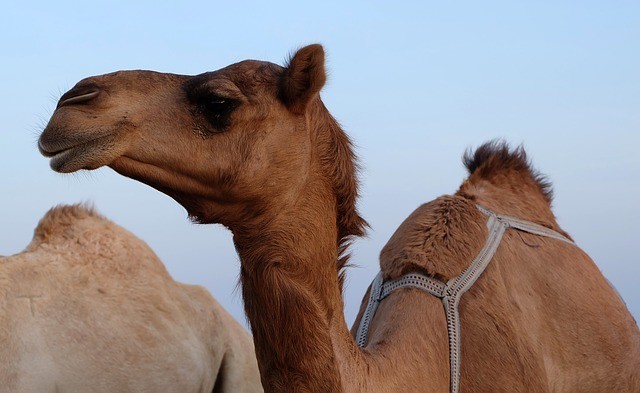 camel's humps