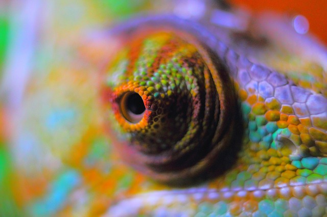 chameleon bulging eyes