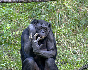 chimpanzee-facts