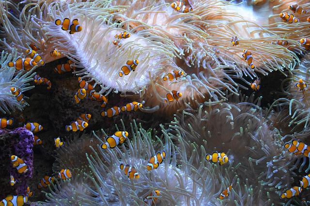 Clownfish follow a dominance hierarchy