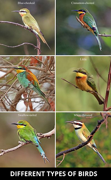 Different-types-of-birds
