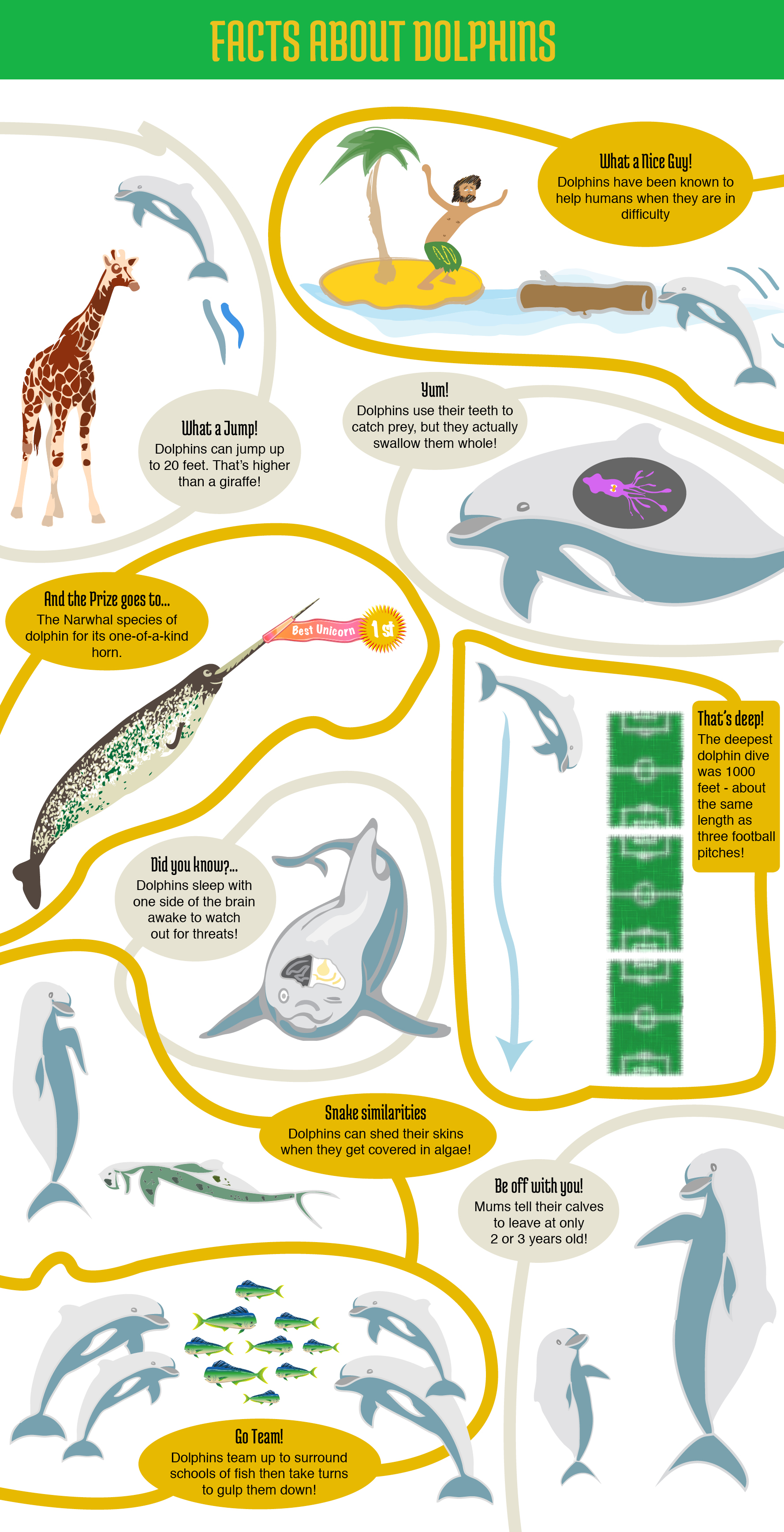 dolphin facts infographic