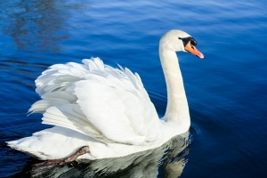elegant swans