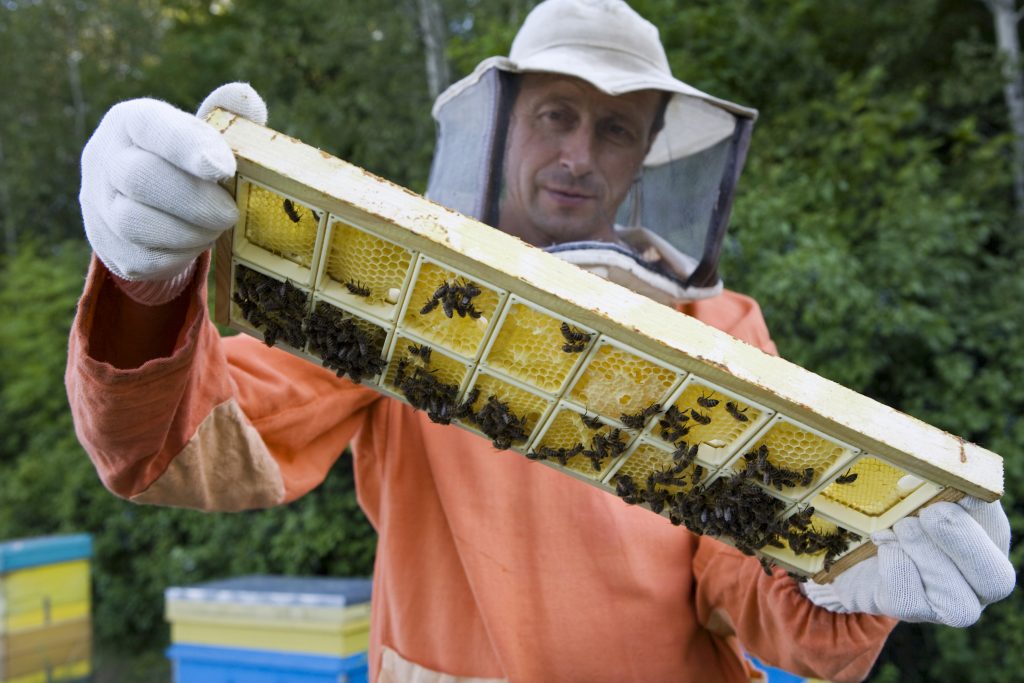 gathering honey from bees
