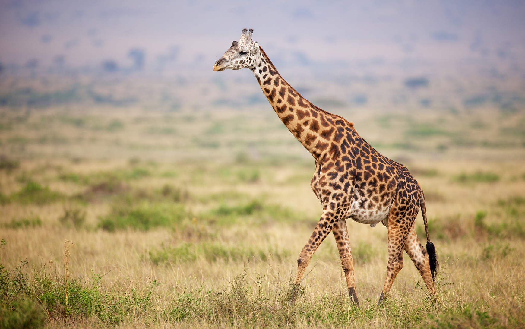 giraffe facts