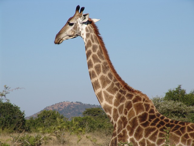 giraffes for kids