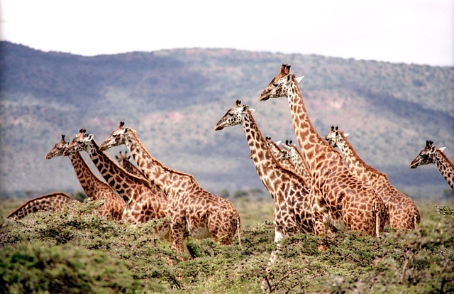 giraffes savanna