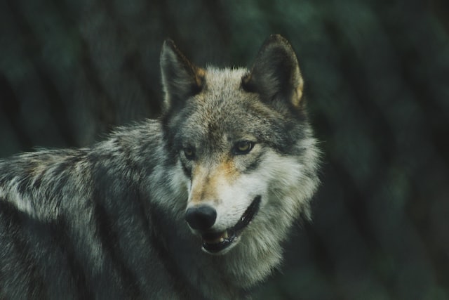 Gray Wolf Facts