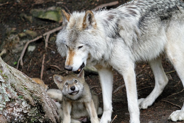 Gray Wolf with baby grey wolf