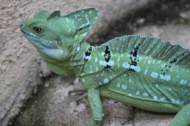 Green Basilisk Lizard facts