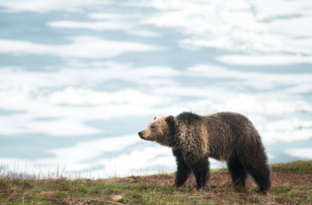 Grizzly bears are endangered