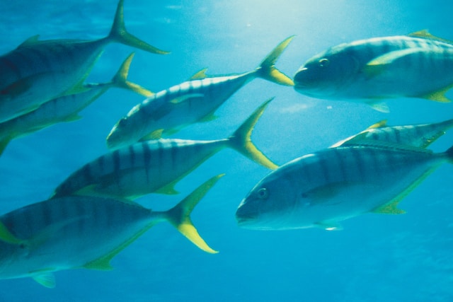 Group of Tuna Fish