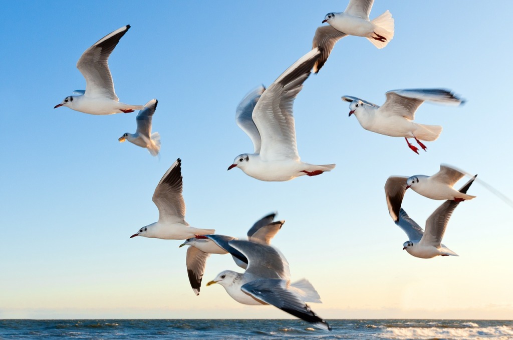 gulls-birds