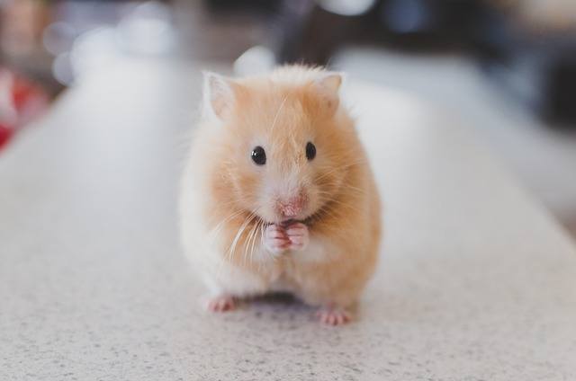 hamster facts for kids