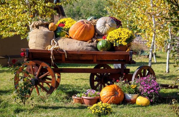 Thanksgiving originally began as a harvest festival