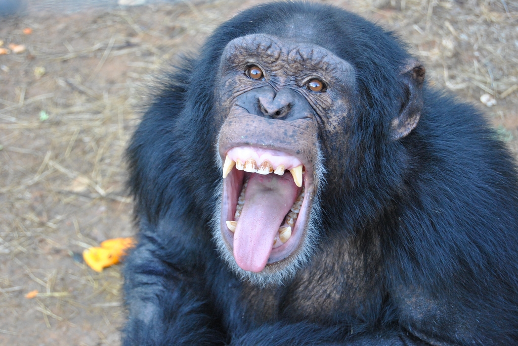 hoots-screams-chimps