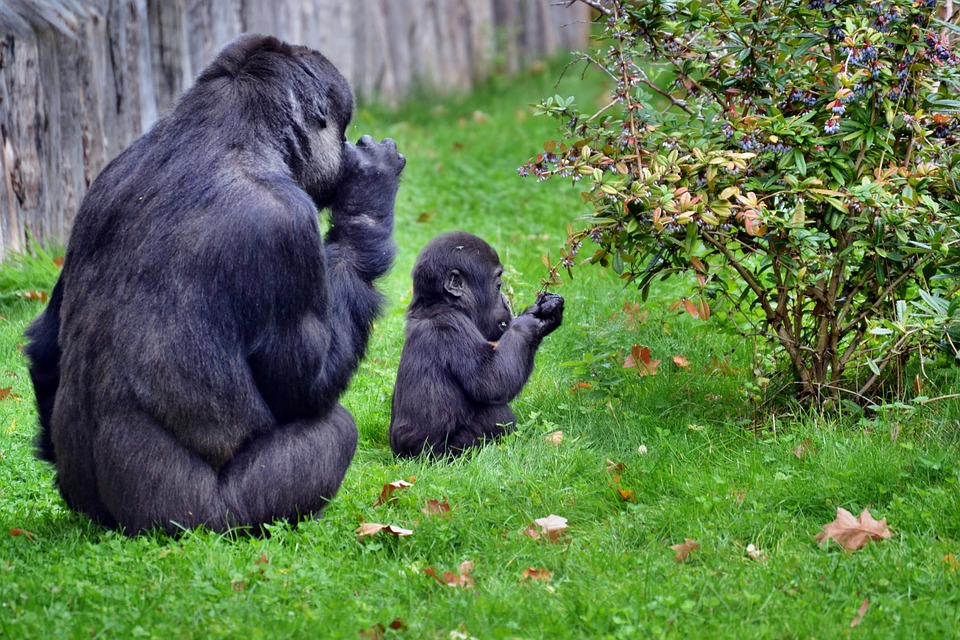 how big do gorillas get