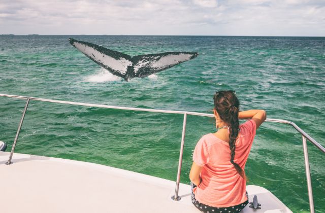 Humpback whales are friendly