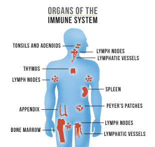 immune-system-organs