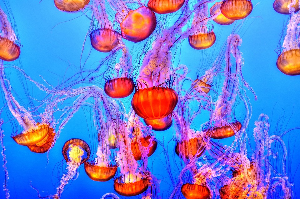 jellyfish for kids