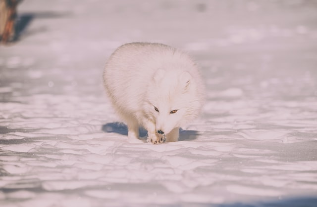Arctic foxes must eat a lot of food to keep warm and stay alive