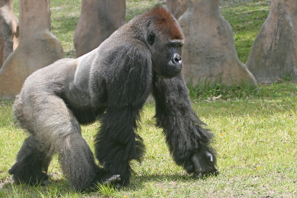 knuckle walking gorilla