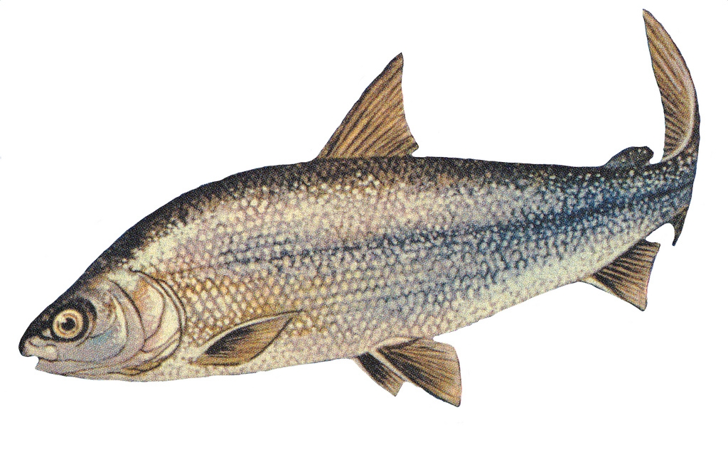 lake-whitefish