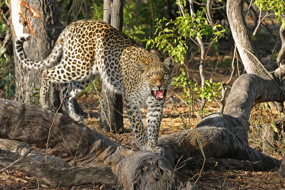 leopards lone animals