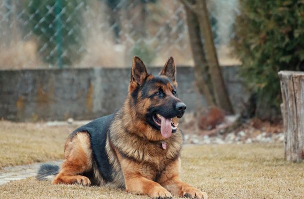 German Shepherds are notoriously known to be a mouthy breed