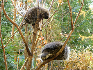 north-american-porcupines