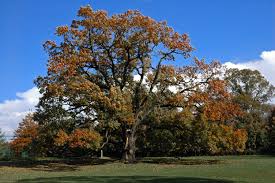 oak-trees-from-nuts