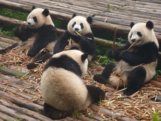 pandas munching