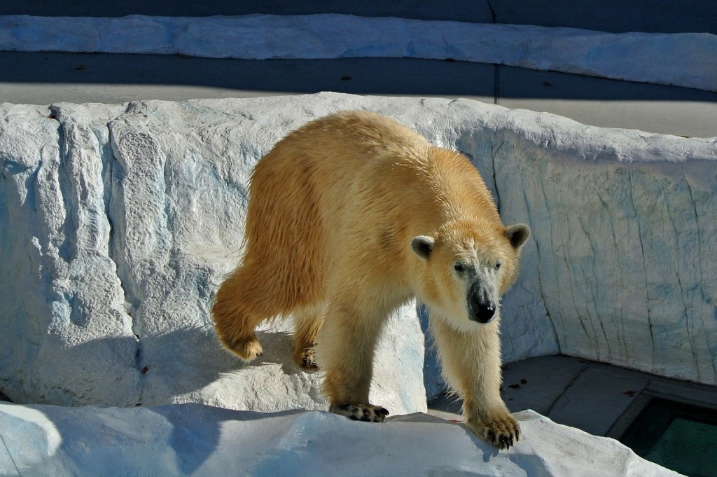 polar-bear-219880_1280