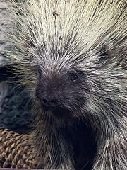 porcupine-facts