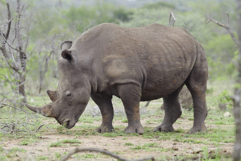 rhino on African plains