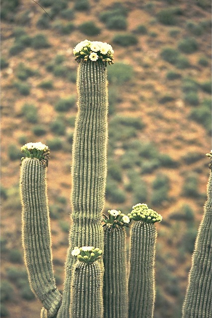 bats pollinate saguaro cactus