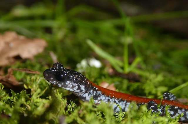 Salamander Facts