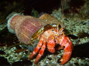 sponge-crab