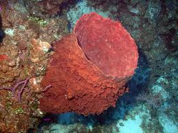 sponge-underwater